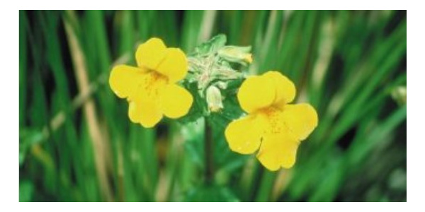 mimulus-fleur-de-bach_1-350x175_956622800