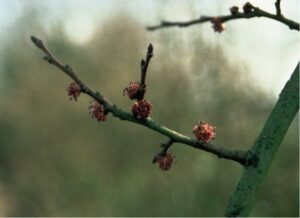 elm