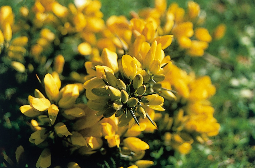 gorse