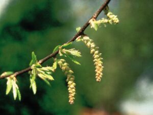 hornbeam 300x225