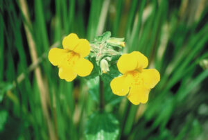 mimulus 300x202